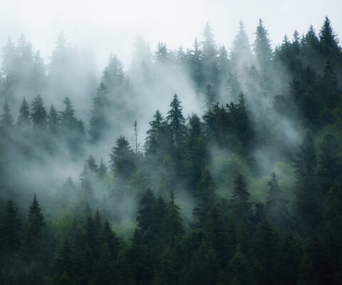 Ochrona gospodarki lesnej. Forest protection.